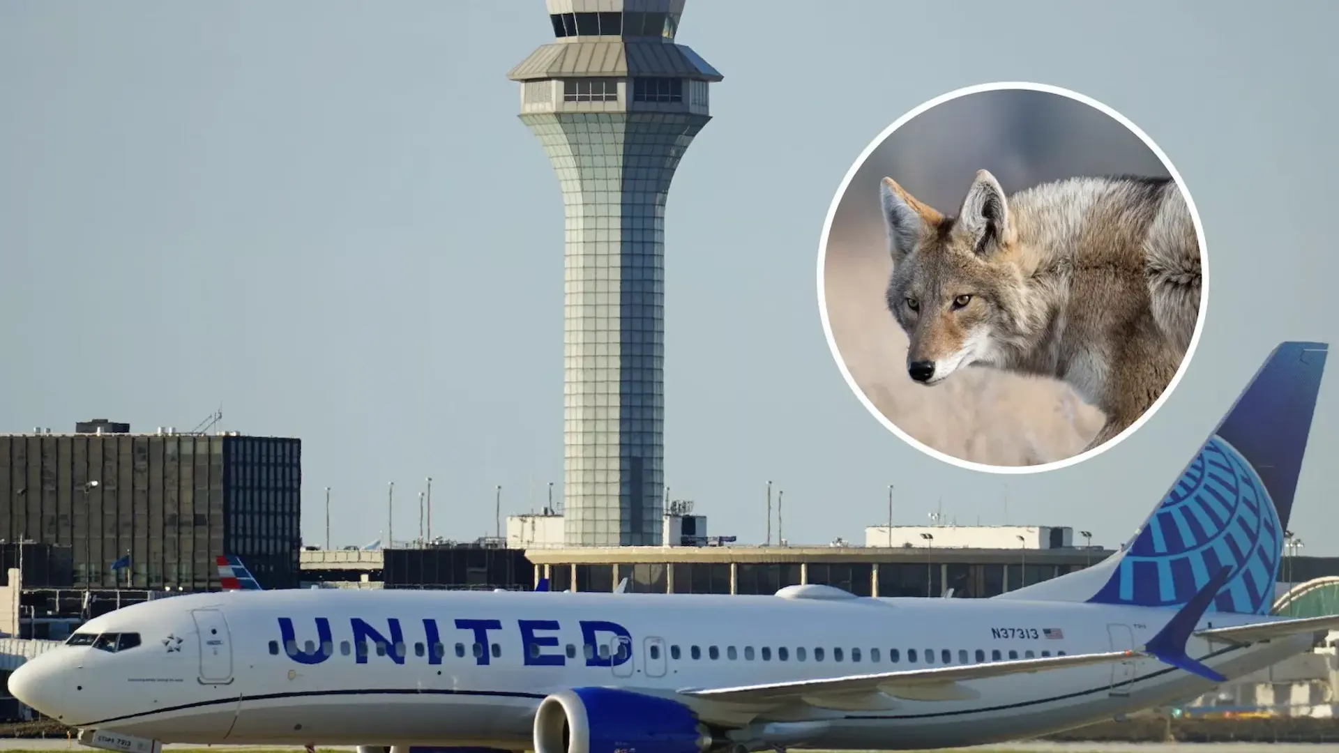 A coyote strike halted a United flight at Chicago O’Hare