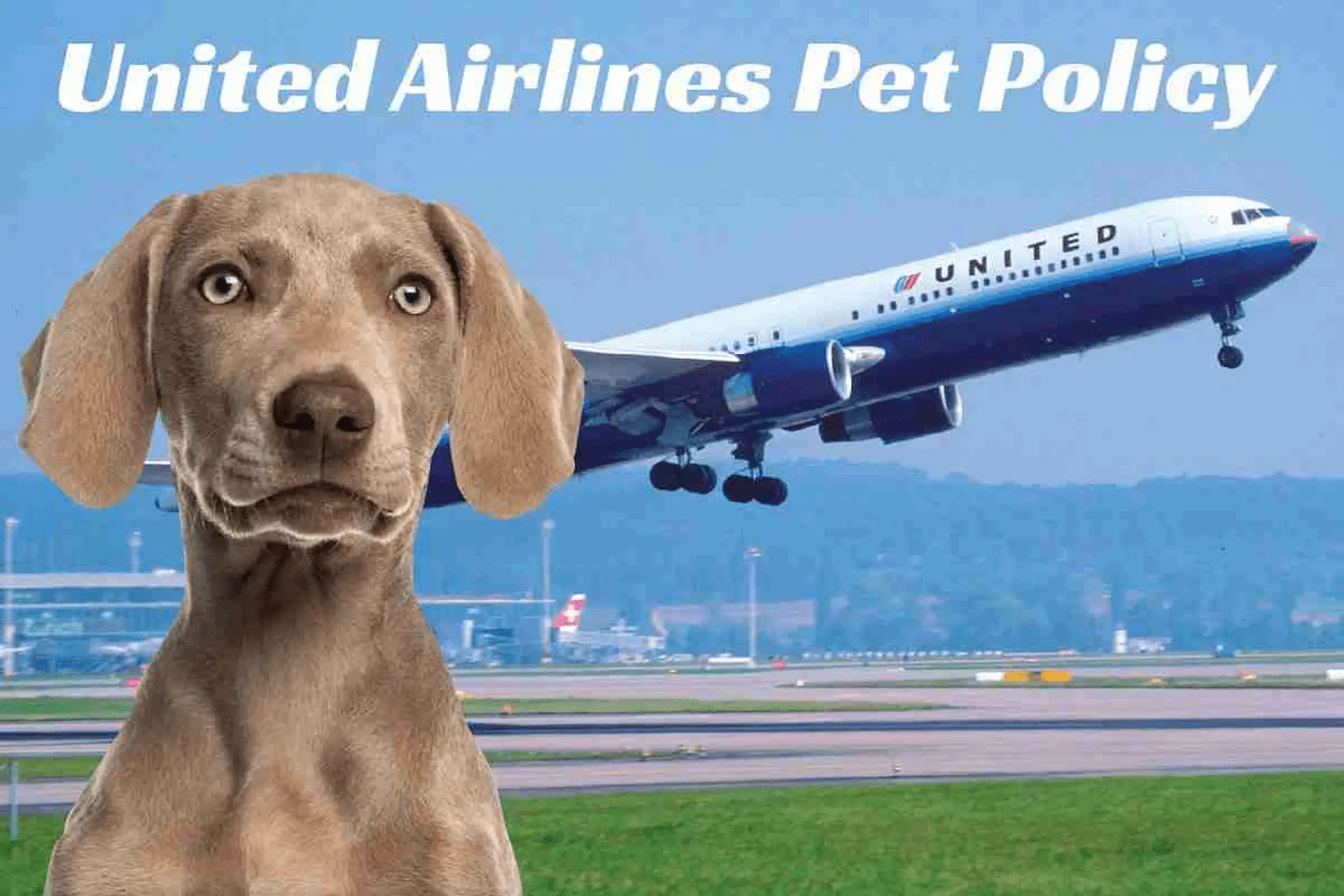 Pet flying with United Airlines