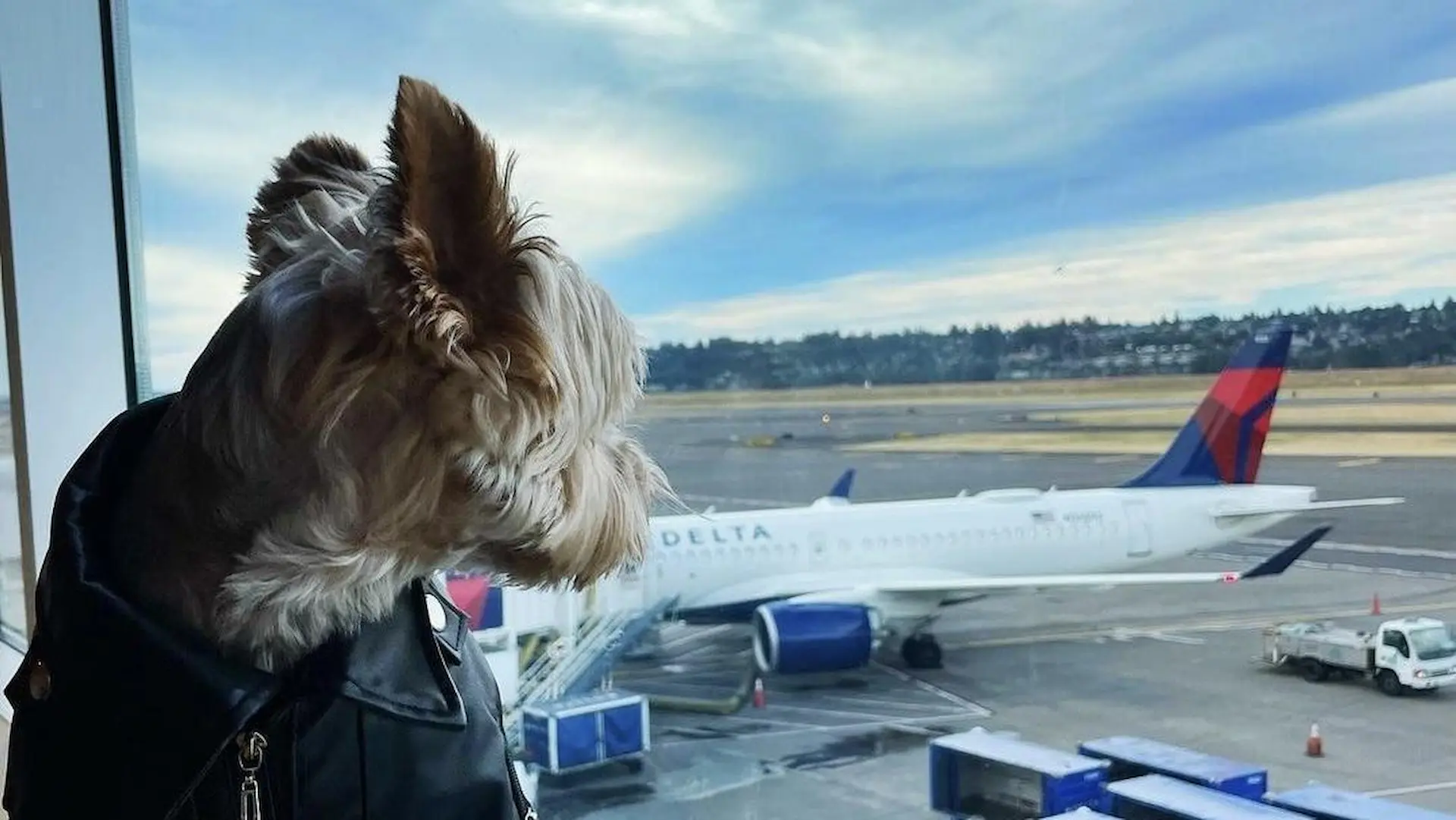 Pets Flying with Delta Airlines
