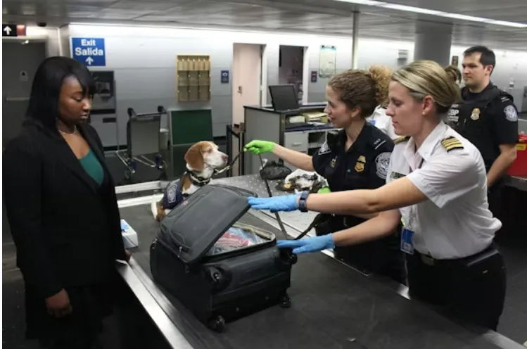 Airport security officers inspecting a passenger’s suitcase with a detection dog at a baggage screening checkpoint