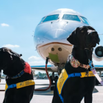 Two black Labrador service dogs in Canine Companions vests posing on the tarmac in front of a private jet under blue skies.