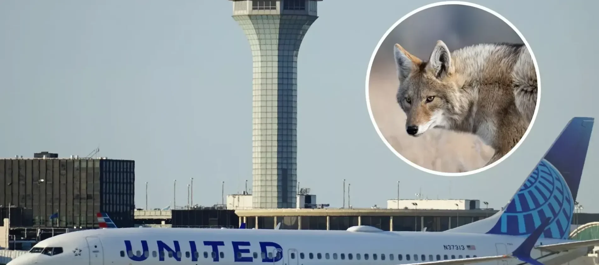 A coyote strike halted a United flight at Chicago O’Hare